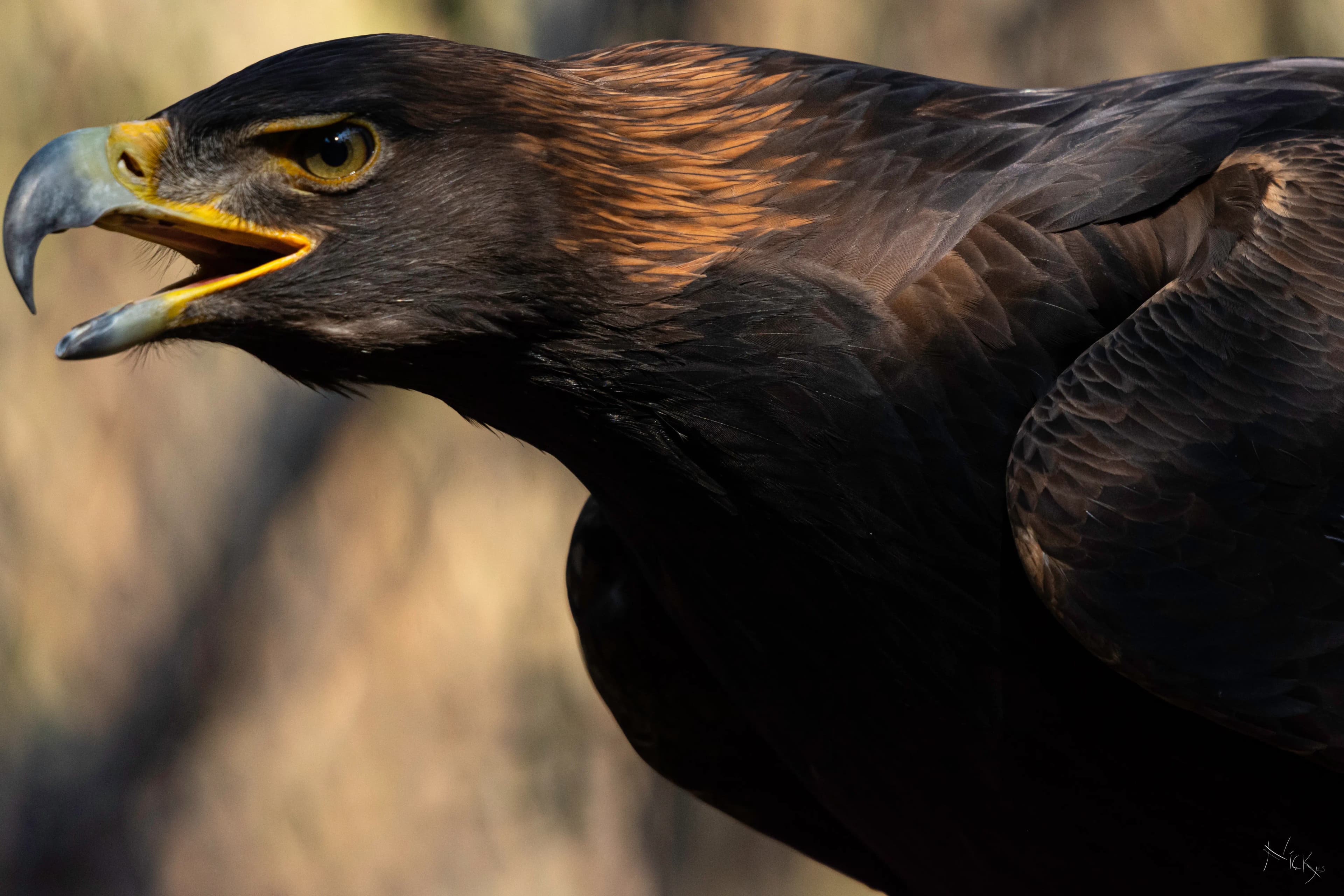 Águila Real