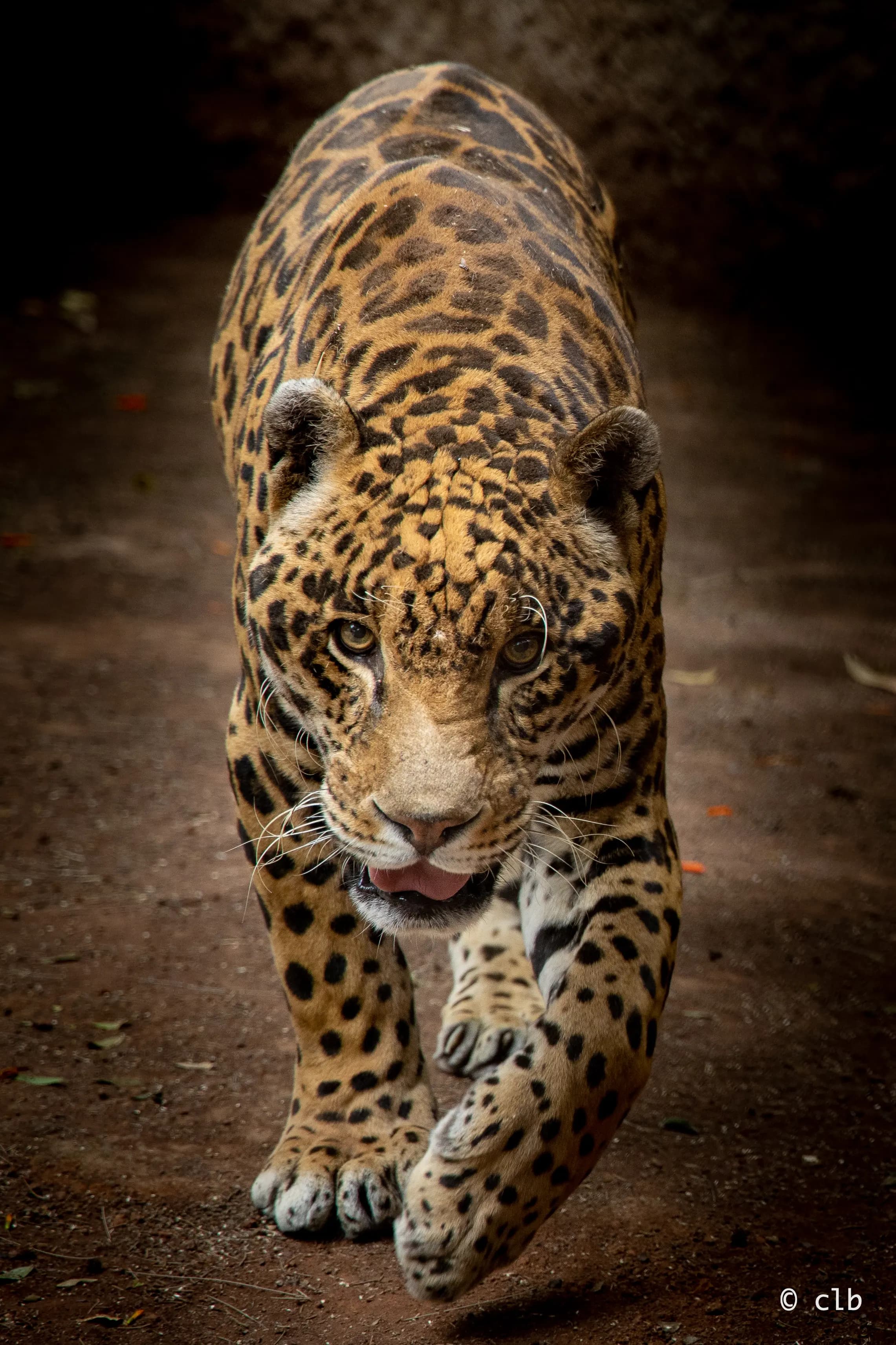 Samba La Jaguar