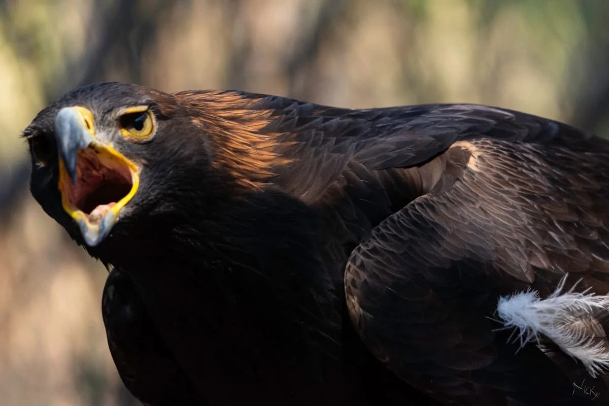 Águila real