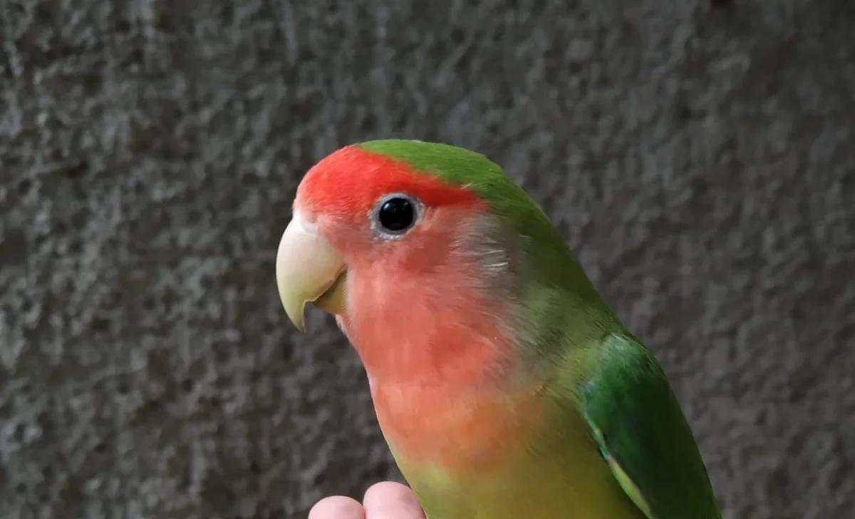 Agapornis