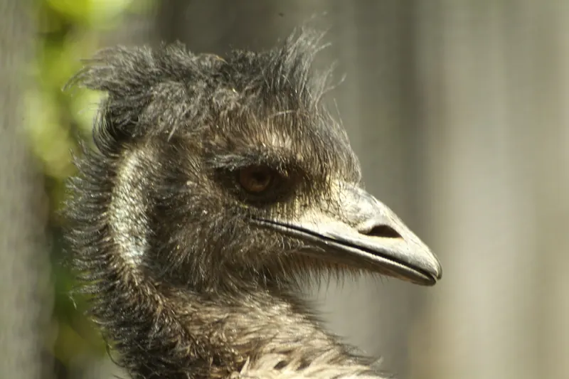 Emu