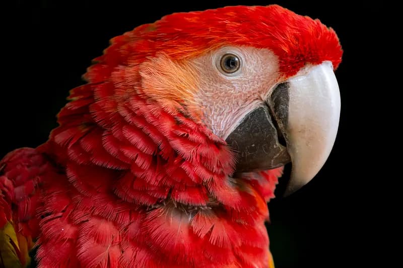 Guacamaya escarlata
