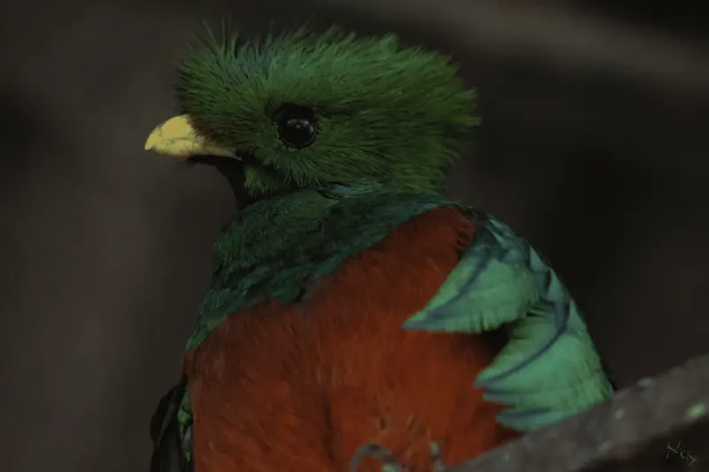 Quetzal