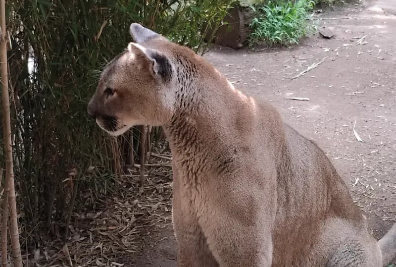 Puma (Goyo)