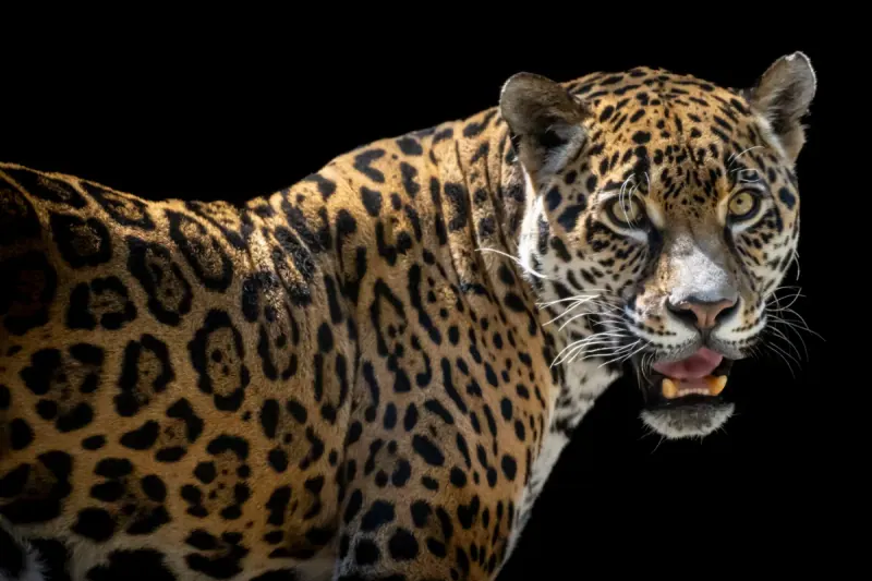 Jaguar (Zamba)