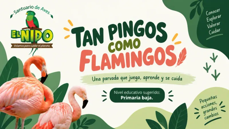 Tan Pingos como Flamingos